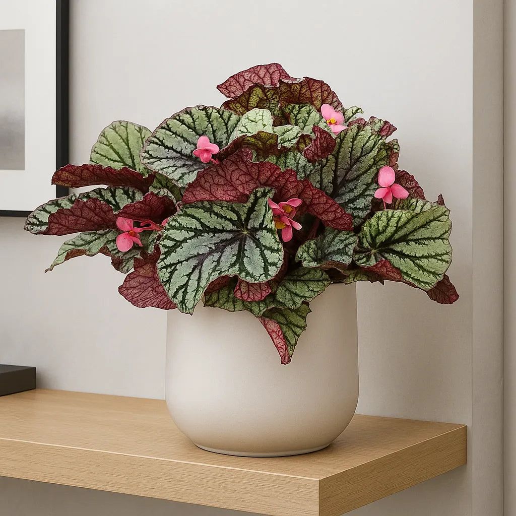 Begonia rex