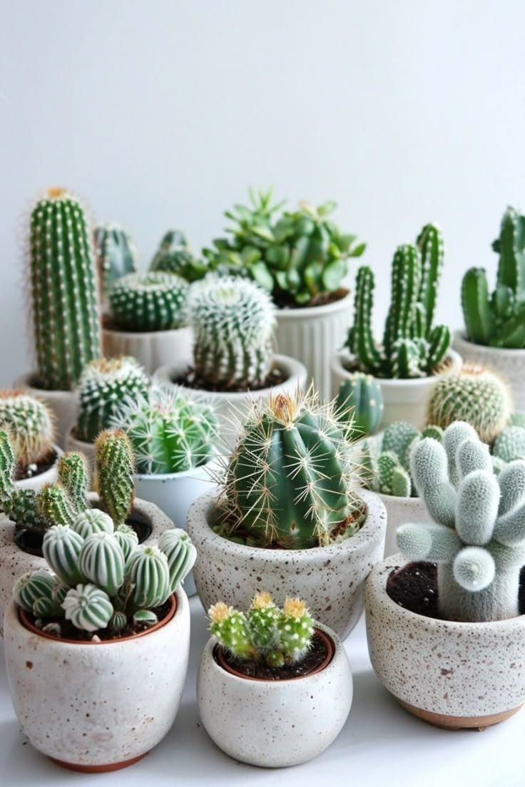 Cactus