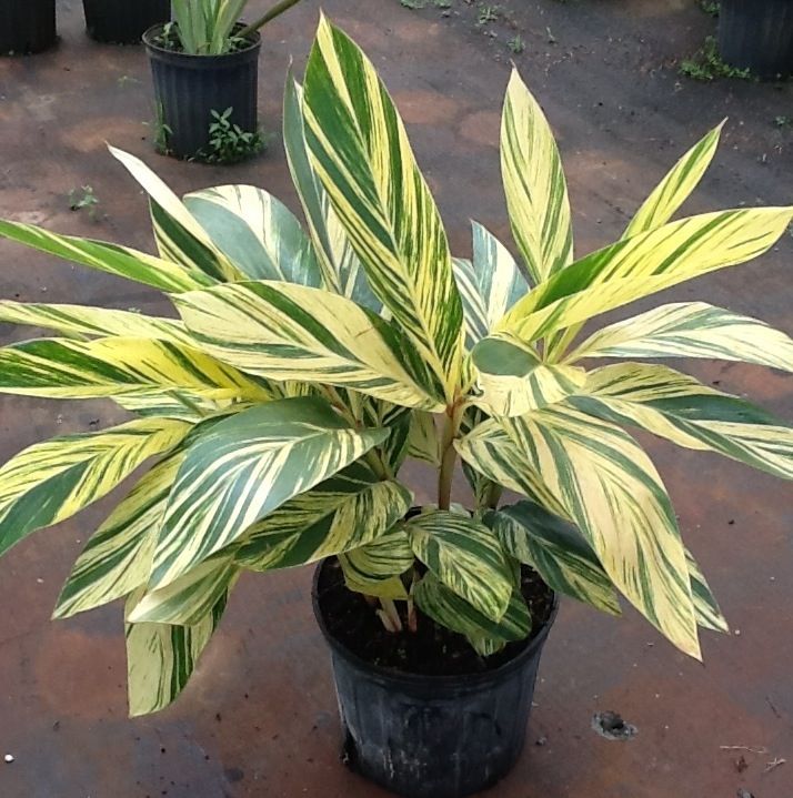 Ginger Variegado