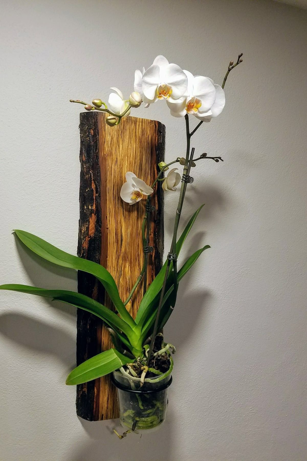 Orquídea luna