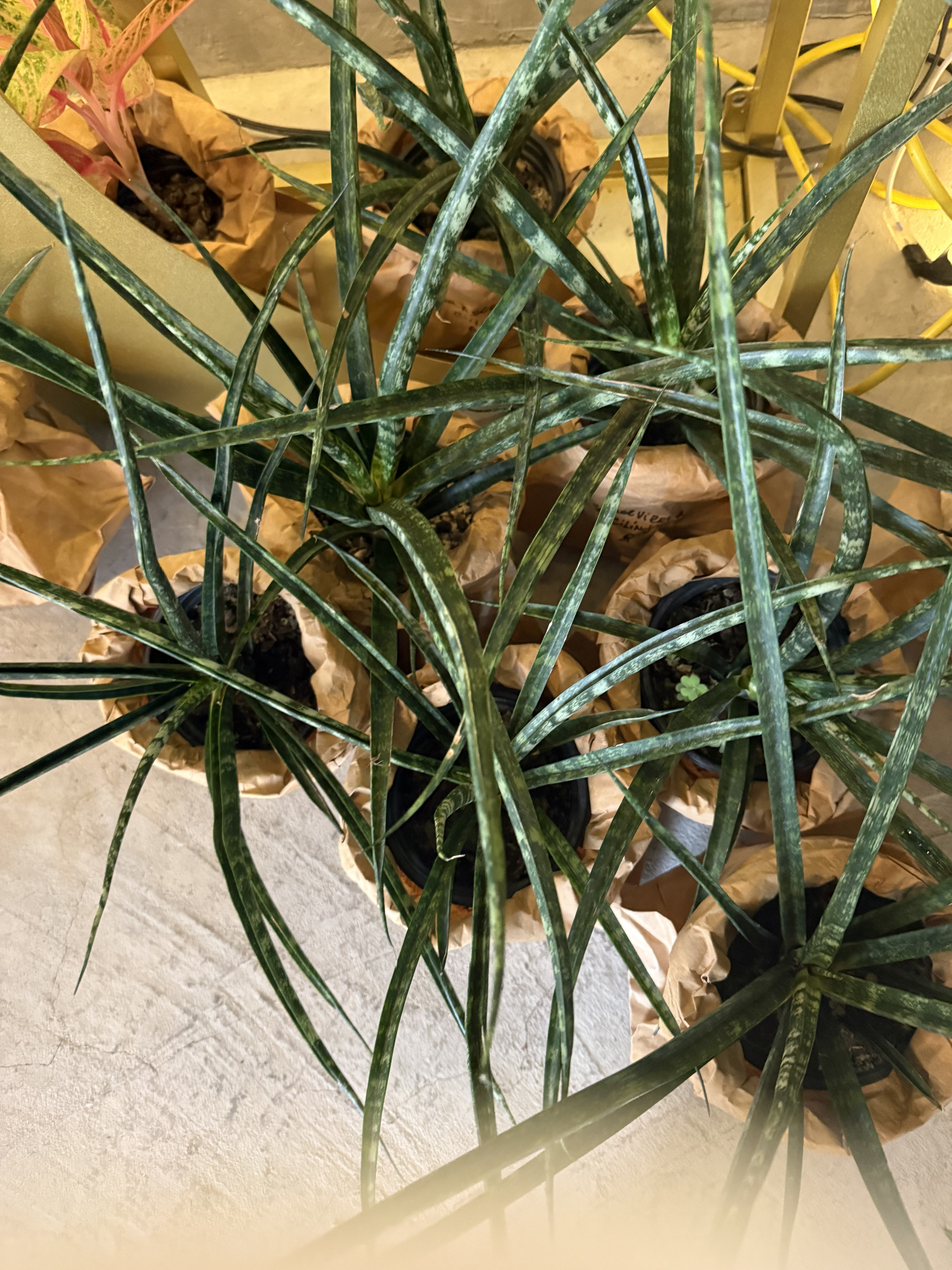 Sansevieria Cilíndrica
